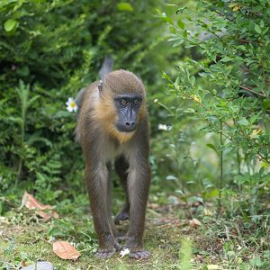 Mandrill juvenile, Chester. UK