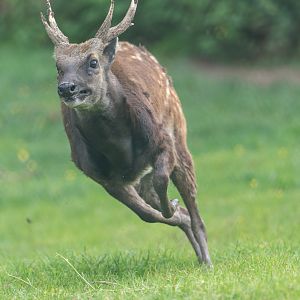 Philippine spotted deer, Chester, UK