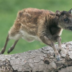 Philippine spotted deer, Chester, UK