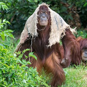 Sumatran orangutan, Chester, UK