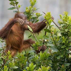 Sumatran orangutan juvenile, Chester, UK