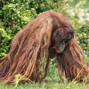 Sumatran orangutan, Chester, UK