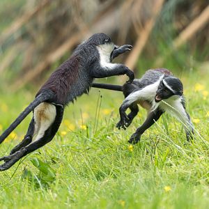 Rolloway monkeys, Chester, UK