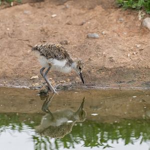 Black necked stilt chick, Chester, UK