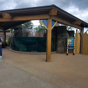 North America Trek: Otter Underwater viewing