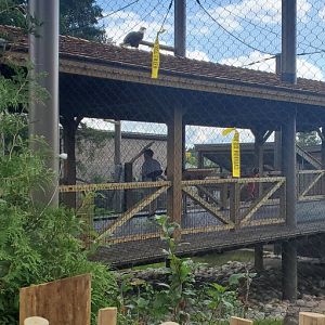 North America Trek: Bald Eagle Bridge