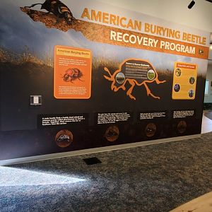 North America Trek: Burying Beetle Signage
