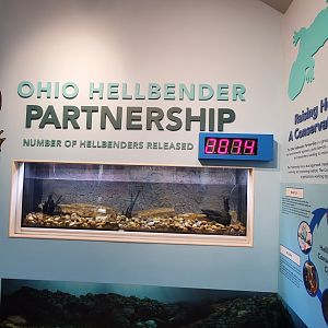 North America Trek: Hellbender Viewing