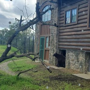 North America Trek: Black Bear