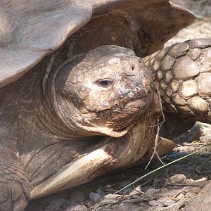 African spurred tortoise -Parque de la Naturaleza de Cabárceno (2025)