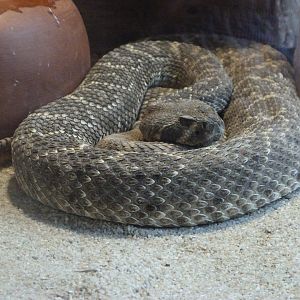 Western diamondback rattlesnake -Parque de la Naturaleza de Cabárceno (2025)