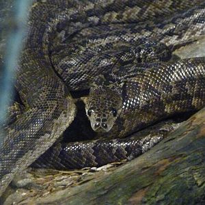 Cuban tree boa -Parque de la Naturaleza de Cabárceno (2025)