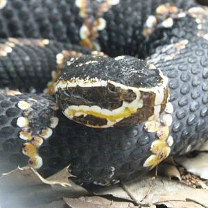 Taylor's cantil -Parque de la Naturaleza de Cabárceno (2025)