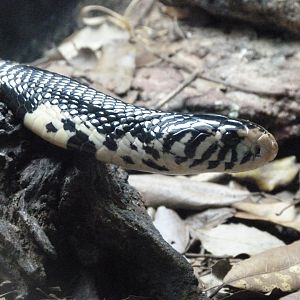 Forest cobra -Parque de la Naturaleza de Cabárceno (2025)