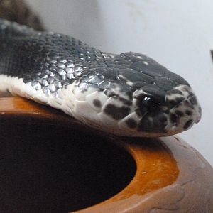Indochinese spitting cobra -Parque de la Naturaleza de Cabárceno (2025)