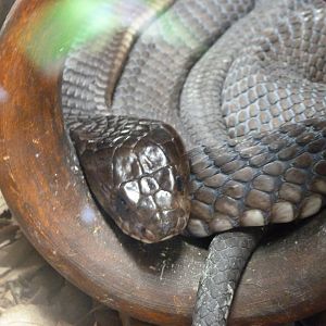 Egyptian cobra -Parque de la Naturaleza de Cabárceno (2025)