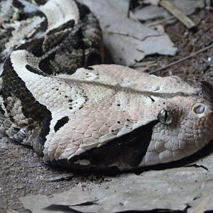 Western gaboon viper -Parque de la Naturaleza de Cabárceno (2025)