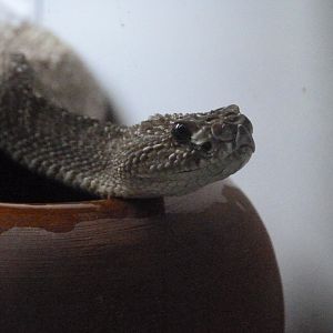 Uracoan rattlesnake -Parque de la Naturaleza de Cabárceno (2025)