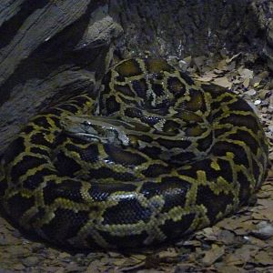 Burmese rock python -Parque de la Naturaleza de Cabárceno (2025)
