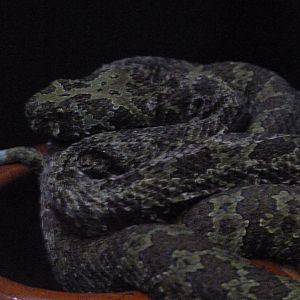 Mangshan pitviper -Parque de la Naturaleza de Cabárceno (2025)