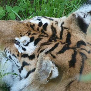 Tiger -Parque de la Naturaleza de Cabárceno (2025)