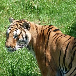 Tiger -Parque de la Naturaleza de Cabárceno (2025)