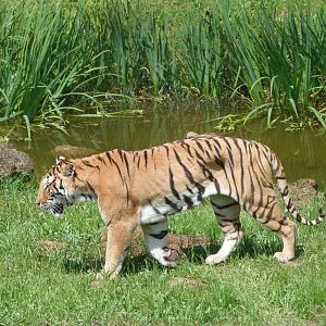Tiger -Parque de la Naturaleza de Cabárceno (2025)