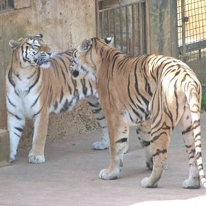 Tigers -Parque de la Naturaleza de Cabárceno (2025)