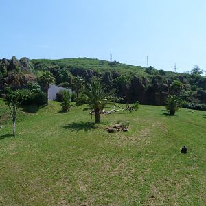 Western lowland gorilla and DeBrazza's monkey exhibit -Parque de la Naturaleza de Cabárceno (2025)