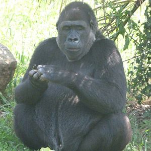 Western lowland gorilla -Parque de la Naturaleza de Cabárceno (2025)