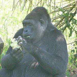 Western lowland gorilla -Parque de la Naturaleza de Cabárceno (2025)