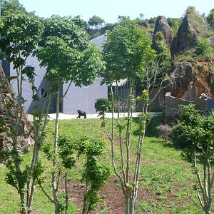 Western lowland gorilla and DeBrazza's monkey exhibit -Parque de la Naturaleza de Cabárceno (2025)