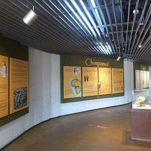 View inside gorilla house -Parque de la Naturaleza de Cabárceno (2025)