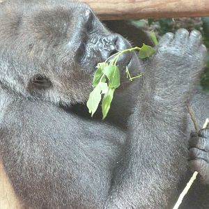 Western lowland gorilla -Parque de la Naturaleza de Cabárceno (2025)