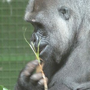 Western lowland gorilla -Parque de la Naturaleza de Cabárceno (2025)