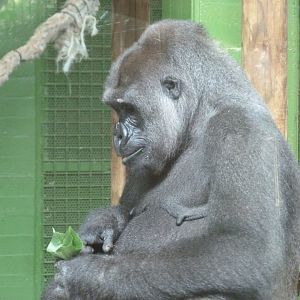 Western lowland gorilla -Parque de la Naturaleza de Cabárceno (2025)