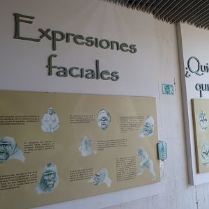 Gorilla education pannels -Parque de la Naturaleza de Cabárceno (2025)