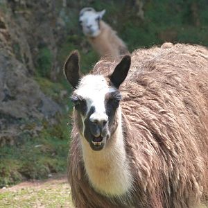 Llamas -Parque de la Naturaleza de Cabárceno (2025)