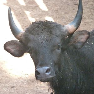 Indian gaur -Parque de la Naturaleza de Cabárceno (2025)