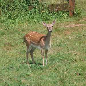 European fallow deer -Parque de la Naturaleza de Cabárceno (2025)