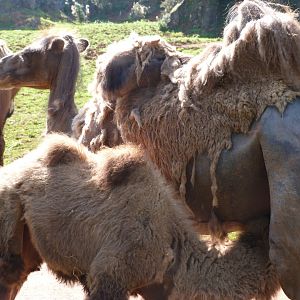 Bactrian camels -Parque de la Naturaleza de Cabárceno (2025)