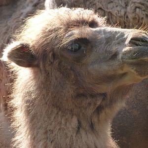 Bactrian camel -Parque de la Naturaleza de Cabárceno (2025)