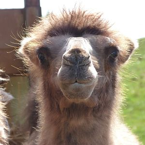 Bactrian camel -Parque de la Naturaleza de Cabárceno (2025)