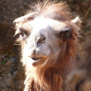Bactrian camel -Parque de la Naturaleza de Cabárceno (2025)