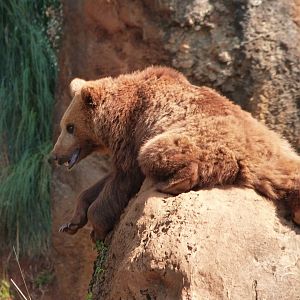 Eurasian brown bear -Parque de la Naturaleza de Cabárceno (2025)