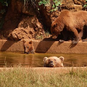 Eurasian brown bears -Parque de la Naturaleza de Cabárceno (2025)
