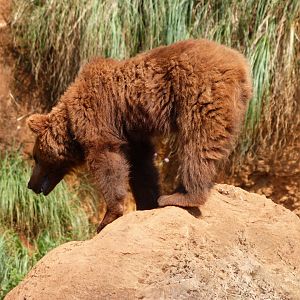 Eurasian brown bear -Parque de la Naturaleza de Cabárceno (2025)