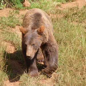 Eurasian brown bear -Parque de la Naturaleza de Cabárceno (2025)
