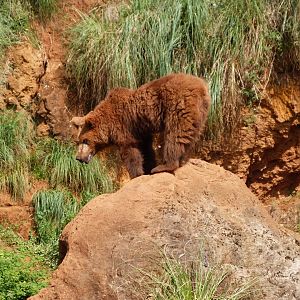 Eurasian brown bear -Parque de la Naturaleza de Cabárceno (2025)
