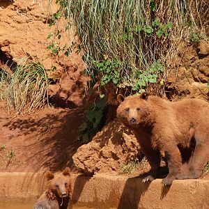 Eurasian brown bears -Parque de la Naturaleza de Cabárceno (2025)